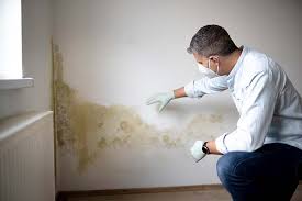 Savoy, IL Mold Prevention & Removal  Company